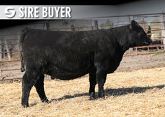 Lot 10: Blackline Madame Pride 3506