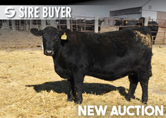 Lot 4: Blackline Emblynette 3524