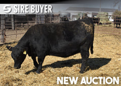 Lot 4: Blackline Emblynette 3524