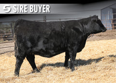 Lot 4: Blackline Emblynette 3524