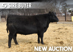 Lot 5: Blackline Elba 3598