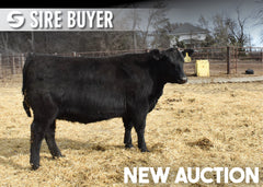 Lot 5: Blackline Elba 3598