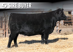 Lot 5: Blackline Elba 3598