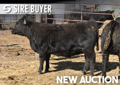 Lot 7: Blackline Emblynette 3674