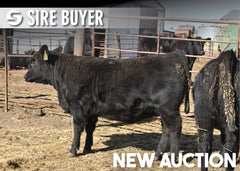 Lot 7: Blackline Emblynette 3674