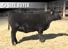 Lot 7: Blackline Emblynette 3674