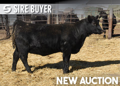 Lot 8: Blackline Emblynette 3773