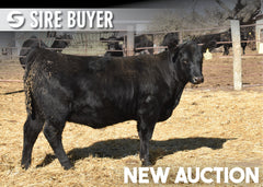 Lot 8: Blackline Emblynette 3773