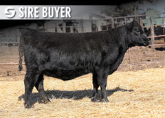 Lot 8: Blackline Emblynette 3773