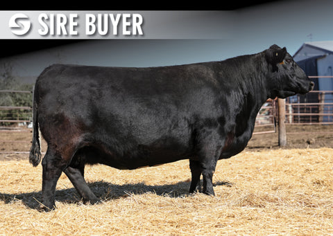 Lot 13: SAV Emblynette 7592