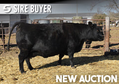 Lot 11: SAV Blackcap May 7808