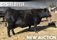 Lot 11: SAV Blackcap May 7808