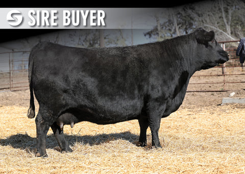 Lot 11: SAV Blackcap May 7808