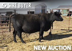 Lot 16: SAV Madame Pride 8506