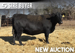 Lot 16: SAV Madame Pride 8506