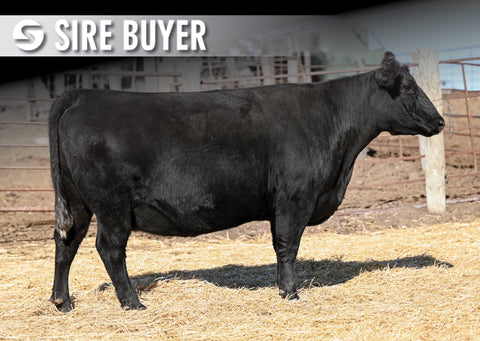 Lot 16: SAV Madame Pride 8506