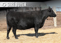 Lot 16: SAV Madame Pride 8506
