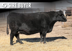 Lot 14: SAV Blackbird 8522