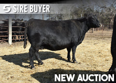 Lot 15: SAV Emblynette 8523