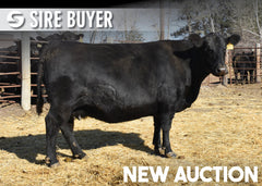 Lot 15: SAV Emblynette 8523