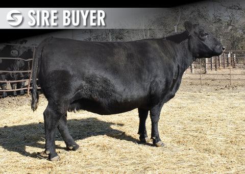 Lot 15: SAV Emblynette 8523