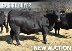 Lot 12: SAV Elba 9132