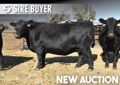 Lot 12: SAV Elba 9132