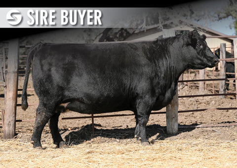 Lot 12: SAV Elba 9132