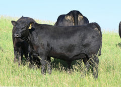 Lot 27: SAV Blackcap May 0592 - (Downpour)