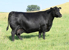 Lot 50: Blackline Blackcap May 8826 - Flush