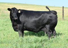 Lot 12: Blackline Blackcap May 8826 - (Renown - F)