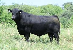 Lot 1: Blackline Blackcap May 3543