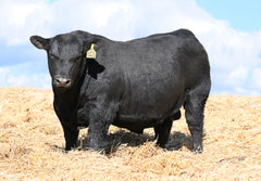 Lot 5: SAV Blackcap May 0592 - (Throttle)