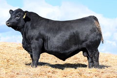 Lot 9: SAV Blackcap May 0588 - (Throttle)