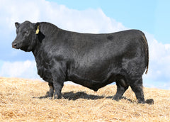 Lot 53: SAV Blackcap May 0592 - Flush