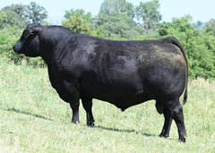 Lot 19: Blackline Montana Dream 8530 - (Renown F)