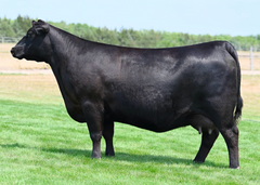 Lot 1: Blairswest Erica 6K