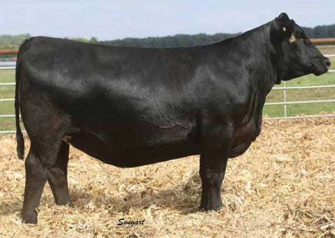 Lot 22: 2 C Bar Sophie 1075 - (Riverside)