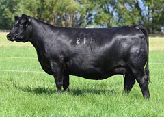 Lot 5: Coleman Donna 215 - (Glacier)