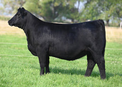Lot 3: Coleman Donna 2416 - (Riverside)