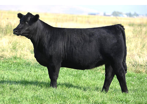 Lot 21: Coleman Donna 2467 - (Riverside)