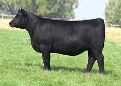 Lot 20: Coleman Donna 2564 - (Riverside)