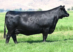 Lot 17: Coleman Chloe 975 - (Barricade)