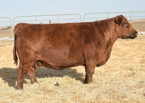 Lot 10:  Blockana 02X