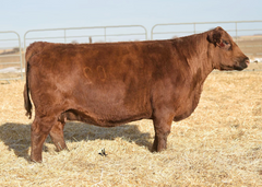 Lot 10:  Blockana 02X