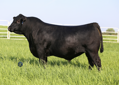 BNWZ Bougie 1588 - 5 units