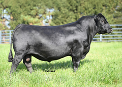 Lot 2: EXAR Lady 7036