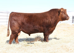 Lot 12:  TBJR Miss Sensation 407