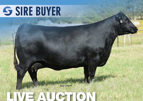 Lot 7: CAR Don Blackbird 111 - 5 Embryos