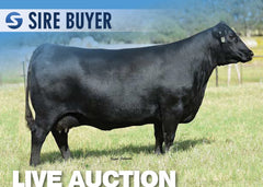 Lot 7: CAR Don Blackbird 111 - 5 Embryos
